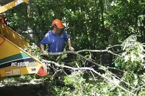 tree services St. Leonard